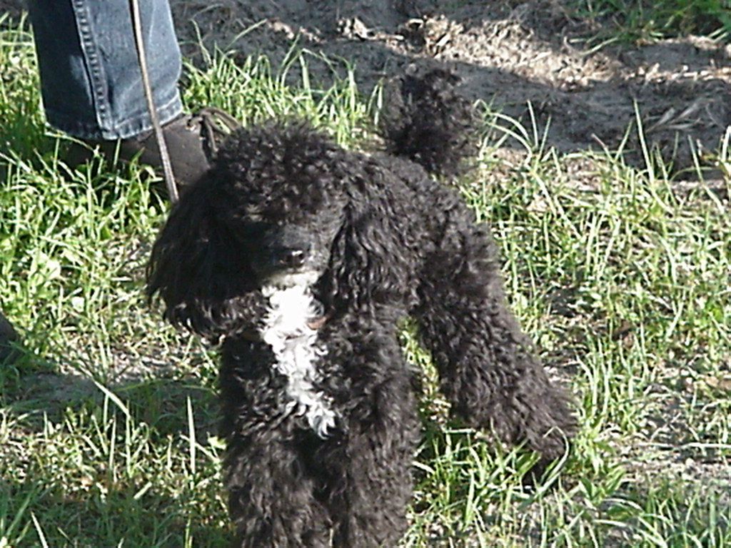 Tzar on Lead
